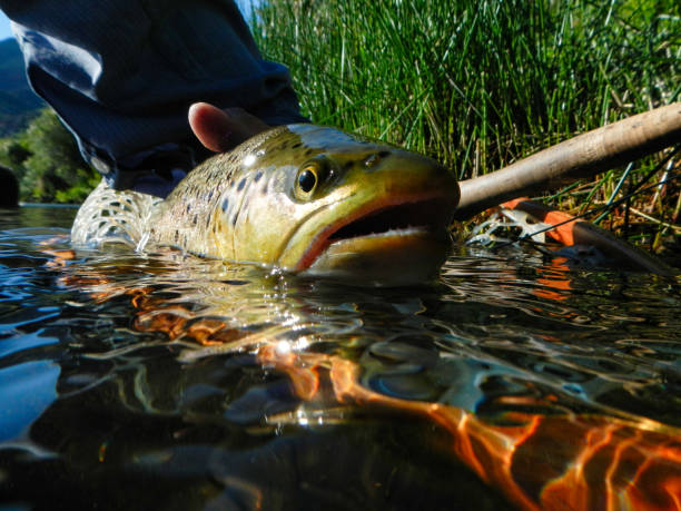istock Brown Trout Catch and Release Fly Fishing 1169265461