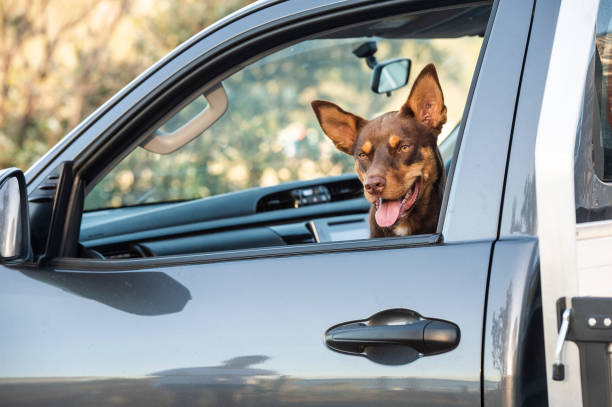 istock Young Australians with car at the Beach 1169265572