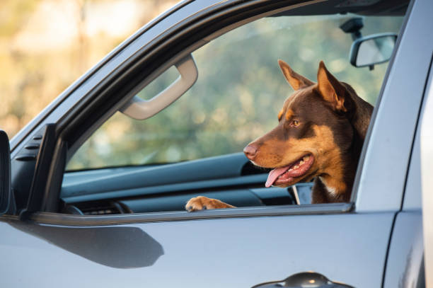 istock Young Australians with car at the Beach 1169265635