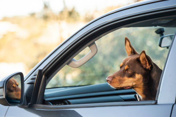 istock Young Australians with car at the Beach 1169265734