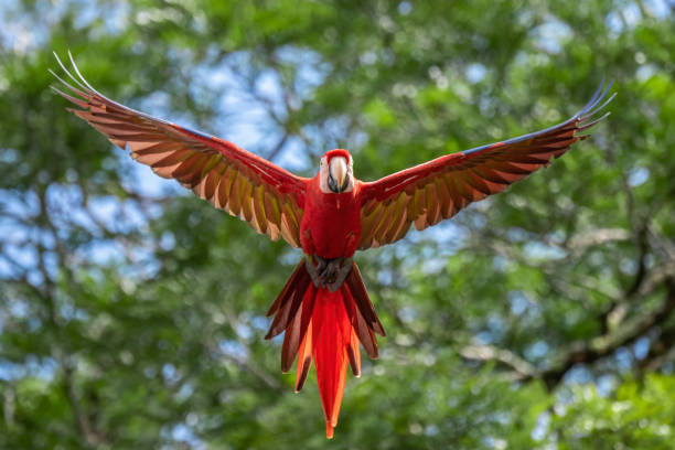 istock Scarlet Macaw in Costa Rica 1169266018