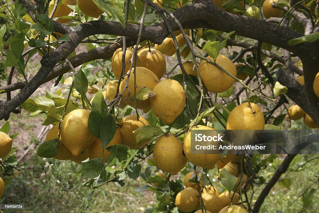 Lemons - Lizenzfrei Baum Stock-Foto