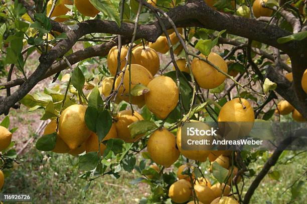 Лимоны — стоковые фотографии и другие картинки Большой - Большой, Горизонтальный, Дерево