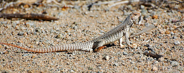 istock Santa Catalina desert iguana, Dipsosaurus catalinensis 116926797