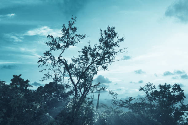 Haunted forest with fog over dramatic sky background. Halloween background