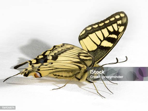 Borboleta - Fotografias de stock e mais imagens de Amarelo - Amarelo, Antena - Parte do corpo animal, Asa de animal