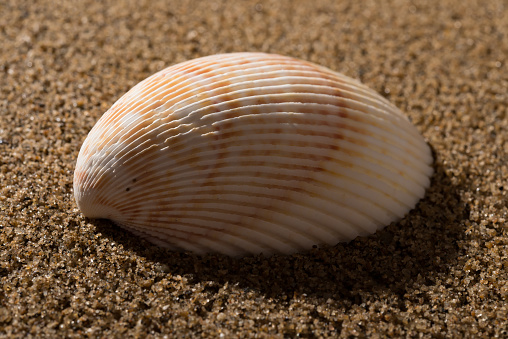 side veiw conch shell on sand