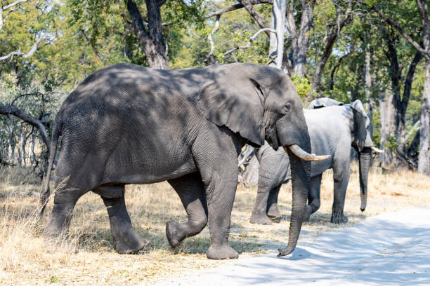 istock Elephants in moremi Game Reserve in Botswana in the okavango Delta 1169269192
