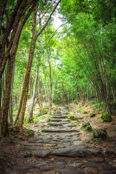 istock The rock way in the forest 1169270279