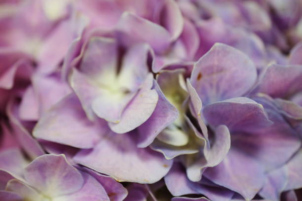 istock Beautiful purple hydragea flower close up 1169270368