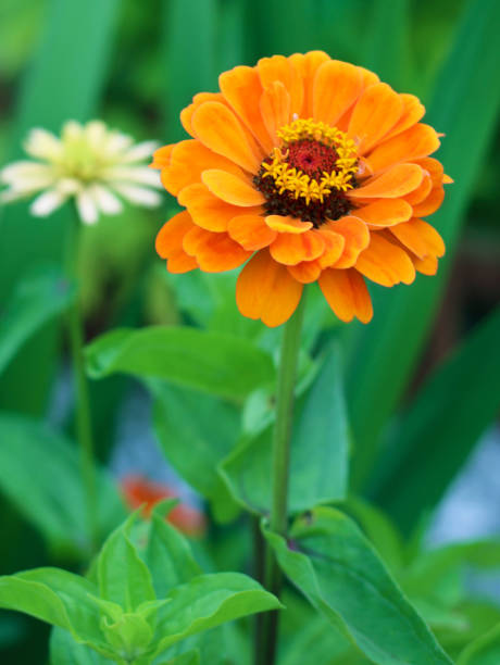 istock Zinnia elegans flower close up view 1169271126