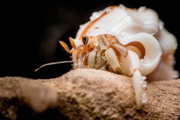 istock Land hermit crabs, Coenobita, hermit crabs 1169271263