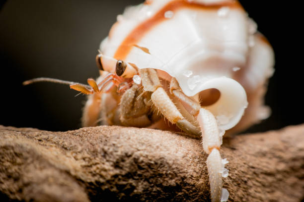 istock Land hermit crabs, Coenobita, hermit crabs 1169271564