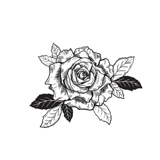 Vector Rose Flower Tattoo Sketch drawing Vector Rose Flower Tattoo Sketch drawing black and white rose stock illustrations