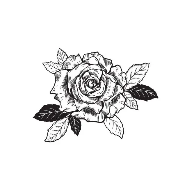 Vector illustration of Vector Rose Flower Tattoo Sketch drawing