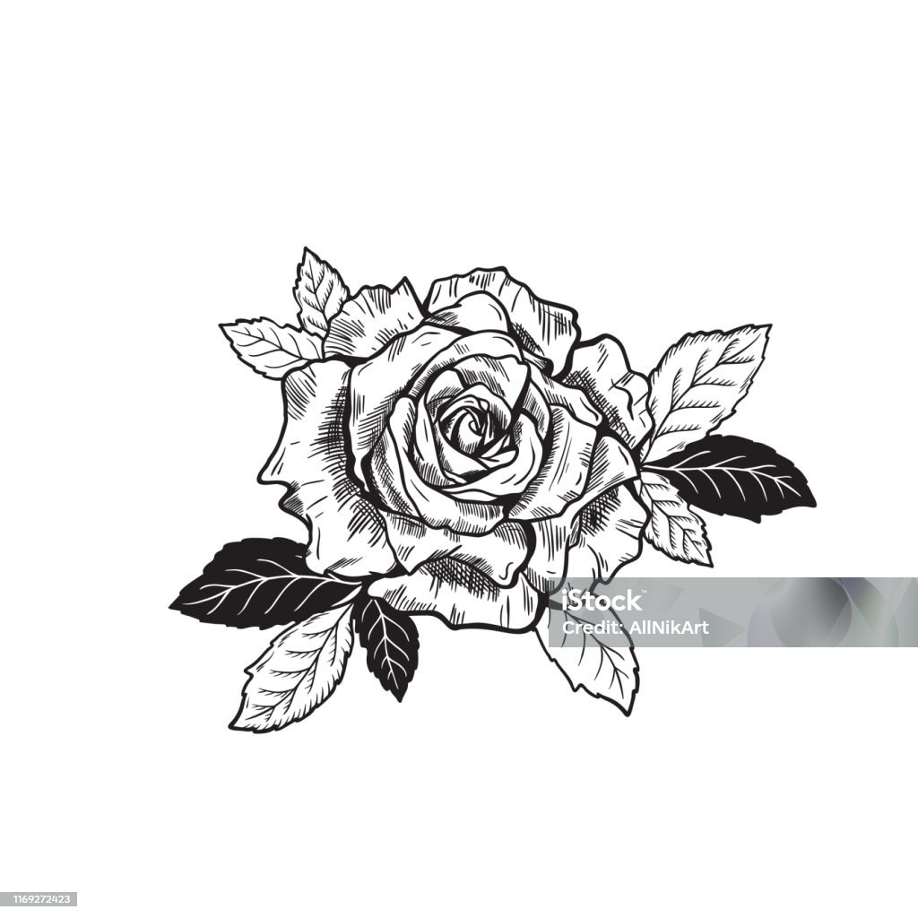 Vector Rose Flower Tattoo Phác Thảo Bản Vẽ Hình minh họa Sẵn có ...