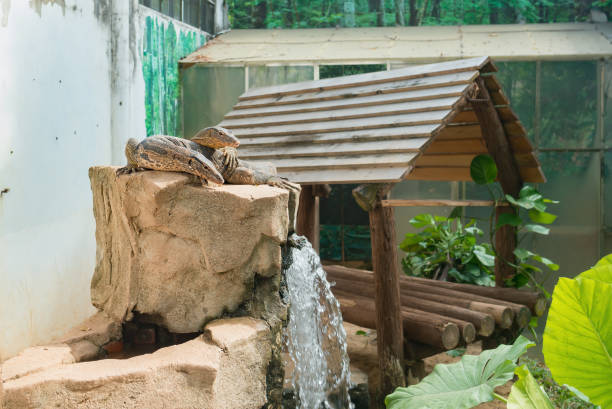 istock two goannas in a zoo 1169273086