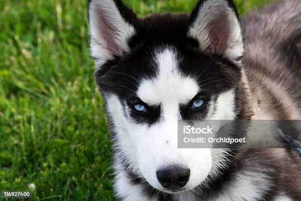 블루 Eyed 허스키 강아지 강아지-어린 동물에 대한 스톡 사진 및 기타 이미지 - 강아지-어린 동물, 개, 동물