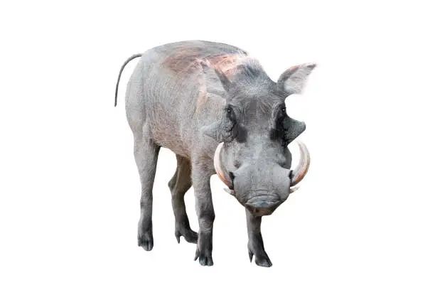 warthog isolated on white background