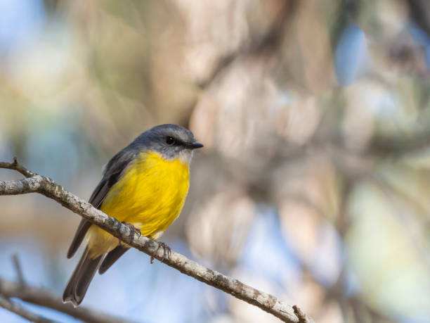 istock Eastern Yellow Robin (Eopsaltria australis) subspecies 