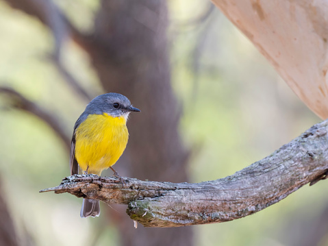 Small bird with a distinctive yellow chest perched on a branch