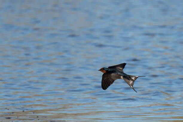 istock Welcome Swallow in Flight (Hirundo neoxena) race 