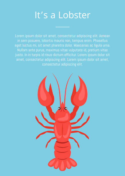 붉은 가재 벡터가 있는 랍스터 포스터 - lobster seafood prepared shellfish crustacean stock illustrations