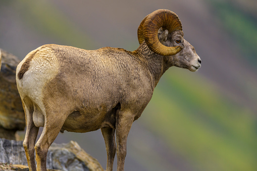 Bighorned Sheep in Glacier National Park in Montana USA