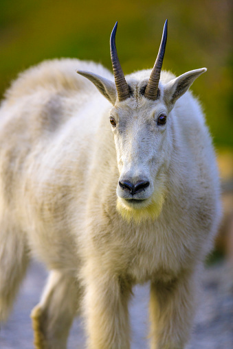 A picture of a lorraine bearded gray goat