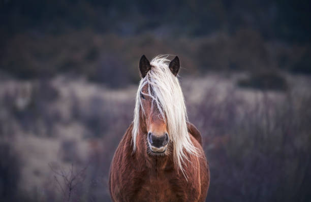 フィールドで成熟した馬とのクローズアップ - horse close up non urban scene spring ストックフォトと画像