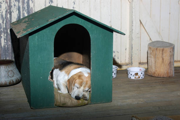 farm dog taking his rest on the verandah after a hard day, Darling Downs, Queensland, Australia