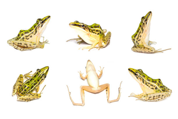 istock A beautiful common green water frog. isolated on white background. 1169281306