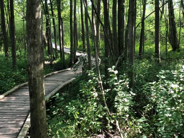 istock Wooden Trail 1169284330