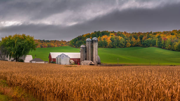 farm silo during fall with background colors farm silo during fall with background colors dane county stock pictures, royalty-free photos & images