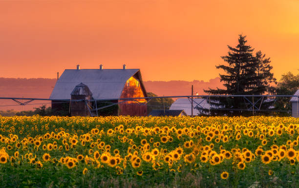 sonnenblumenfeld süd-wisconsin - sunflower field scenics landscape stock-fotos und bilder