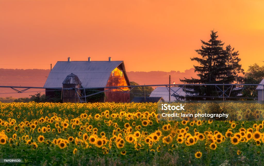 sunflower field south wisconsin Wisconsin Stock Photo