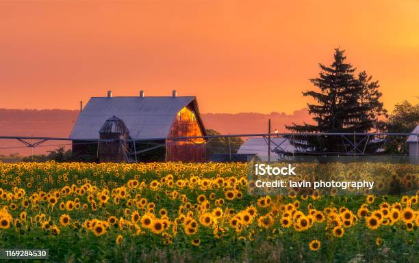 Sunflower Field South Wisconsin Stock Photo - Download Image Now - Wisconsin, Sunflower, Madison - Wisconsin