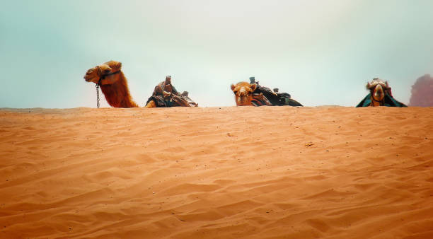 kamele in den dünen der wadi rum wüste, jordanien - jordan camel wadi rum arabia stock-fotos und bilder