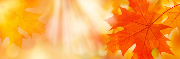 l'érable rouge orange jaune doré laisse planer sur le fond brouillé. lumière du soleil - autumn leaf falling panoramic photos et images de collection