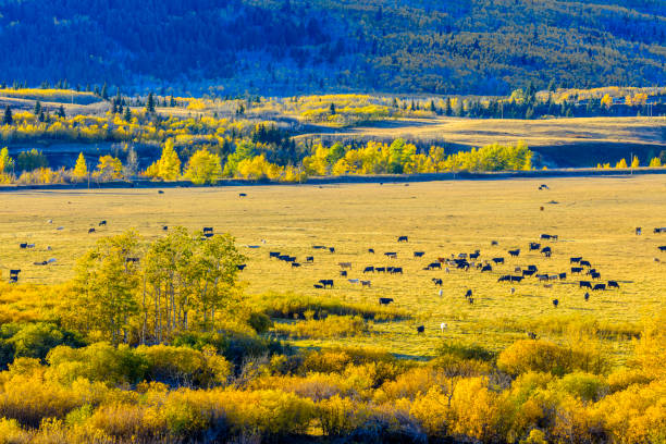 glacier national park dans le montana etats-unis - mountain pastures photos et images de collection