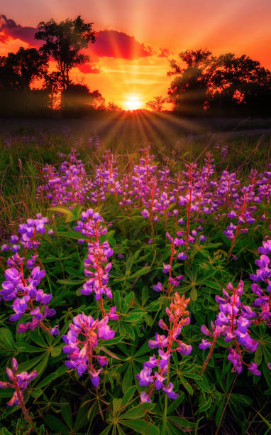 istock field of lupines at sunset 1169287921