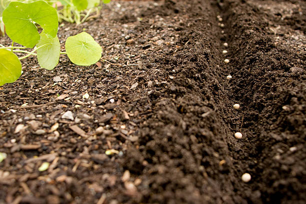 Crescente ervilhas - fotografia de stock