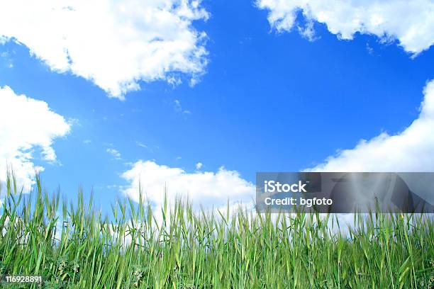 Fishsky Stockfoto und mehr Bilder von Feld - Feld, Fisch, Gras