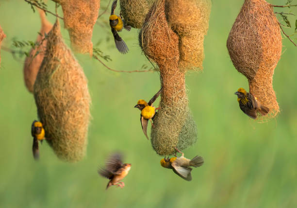 Male Baya weaver (Ploceus philippinus) Attracting female bird in Nesting Colony Baya weaver (Ploceus philippinus) with Nest weaverbird photos stock pictures, royalty-free photos & images
