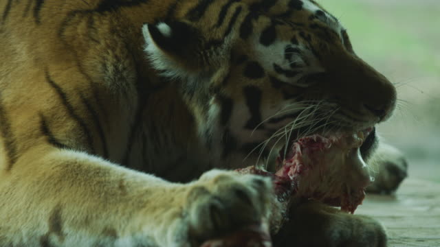 Siberian tiger eating