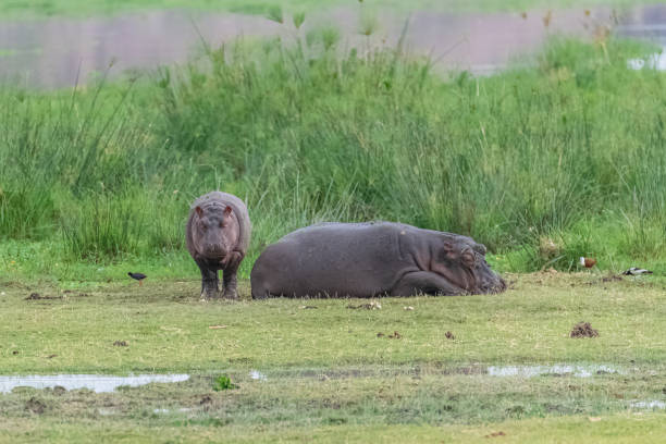 istock Hippopotamus, family 1169292614