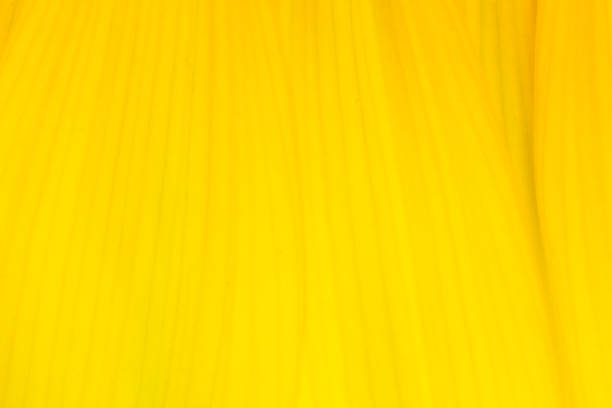 istock sunflower in macro view 1169292735