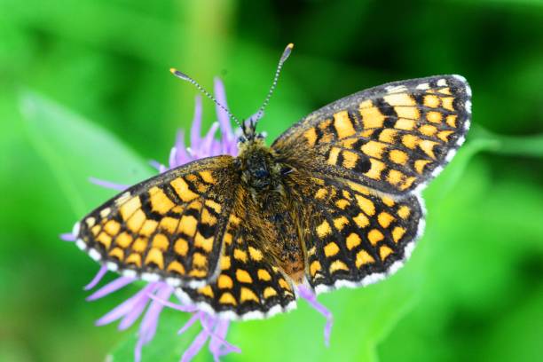 istock Heath fritillary butterfly 1169292946