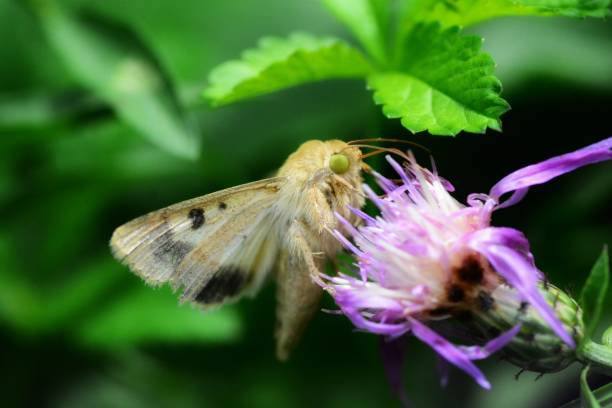 istock Cotton bollwarm moth 1169293287