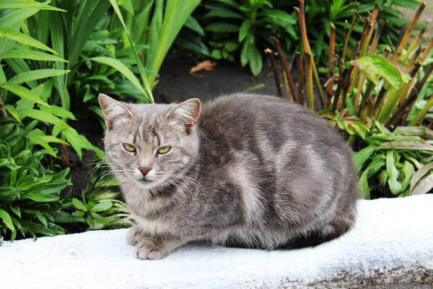 istock Cat close up. Gray cat 1169295467